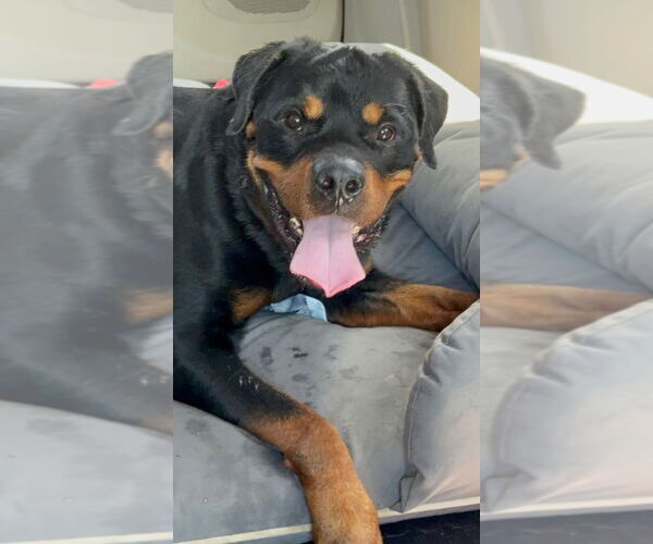 Medium Photo #2 Rottweiler Puppy For Sale in Gilbert, AZ, USA