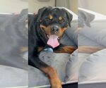 Small #1 Rottweiler