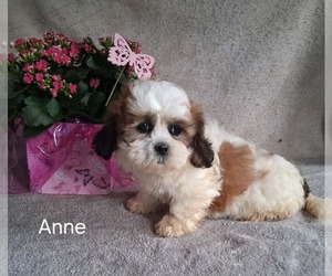 Zuchon Puppy for sale in MOUNT PLEASANT, MI, USA