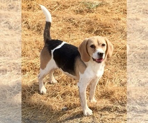 Mother of the Beagle puppies born on 08/04/2026
