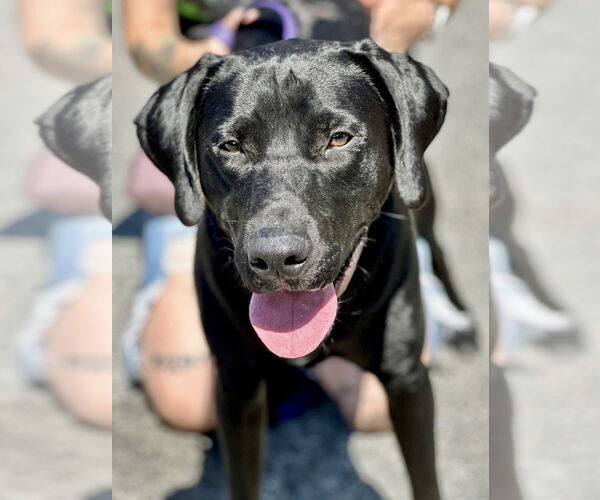 Medium Photo #8 Labrador Retriever-Unknown Mix Puppy For Sale in Brewster, NY, USA