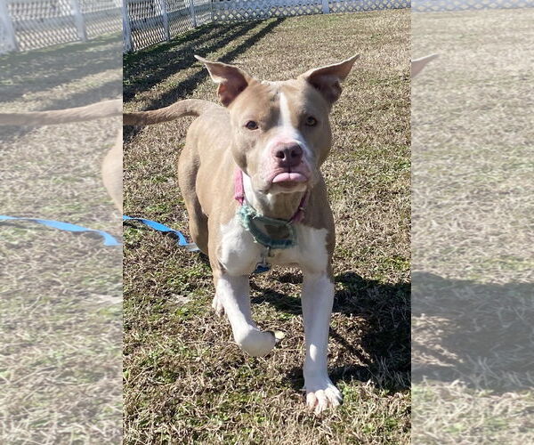 Medium Photo #5 American Pit Bull Terrier-Unknown Mix Puppy For Sale in Virginia Beach, VA, USA