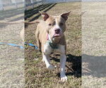 Small #4 American Pit Bull Terrier Mix