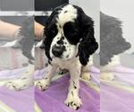 Small #1 Cocker Spaniel