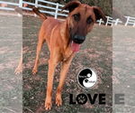Small #2 Rhodesian Ridgeback Mix