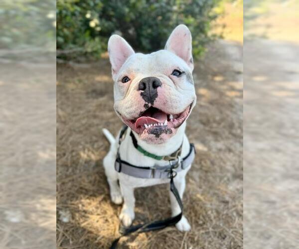 Medium Photo #1 French Bulldog Puppy For Sale in Santa Barbara, CA, USA