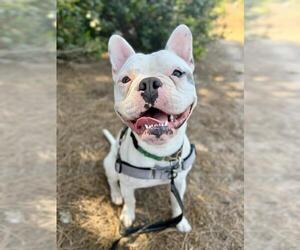 French Bulldog Dogs for adoption in Santa Barbara, CA, USA