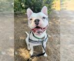 Small French Bulldog