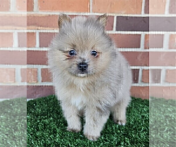 Medium Photo #12 Pomeranian Puppy For Sale in NEW YORK, NY, USA