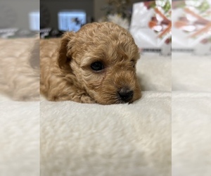 Poodle (Toy) Puppy for sale in TOMBALL, TX, USA