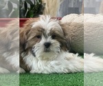 Small #4 Shih Tzu