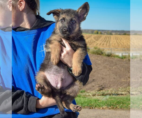 Medium Photo #3 German Shepherd Dog-Unknown Mix Puppy For Sale in Huntley, IL, USA