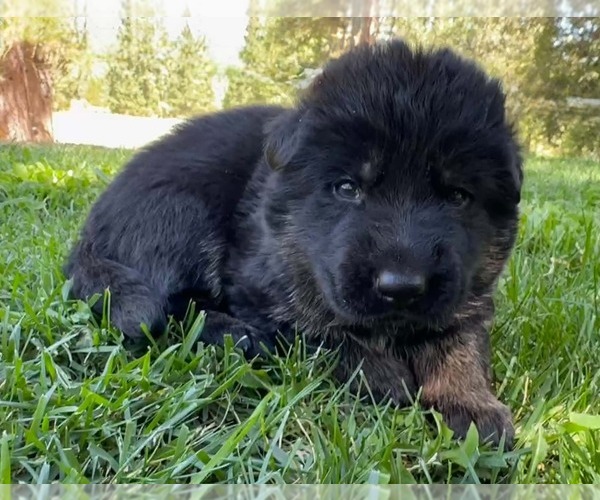 Medium Photo #3 German Shepherd Dog Puppy For Sale in MARIPOSA, CA, USA