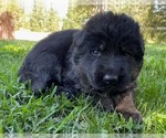 Small Photo #3 German Shepherd Dog Puppy For Sale in MARIPOSA, CA, USA