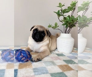 Pug Puppy for sale in INDIANAPOLIS, IN, USA