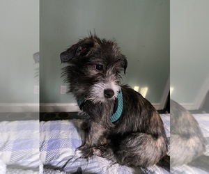ShiChi-Unknown Mix Dogs for adoption in MAHWAH, NJ, USA