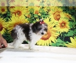 Birdie - Female Goldendoodle (Miniature) Puppy for Sale - Photo #24