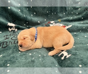 Golden Retriever Puppy for sale in CLARKSVILLE, TN, USA