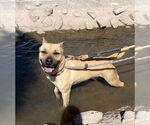 Small #3 Black Mouth Cur Mix
