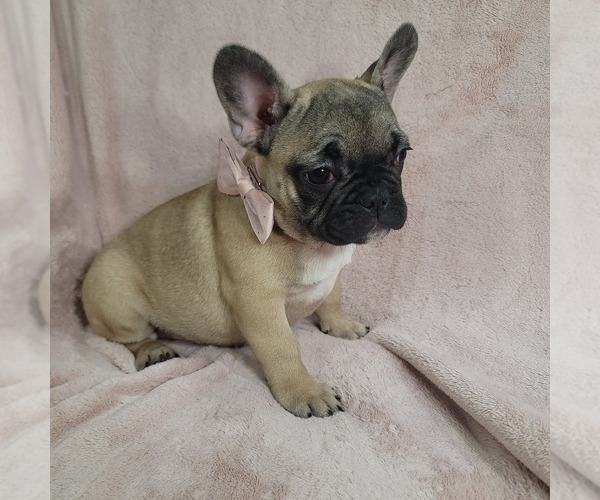 Medium Photo #6 French Bulldog Puppy For Sale in MINERAL WELLS, WV, USA