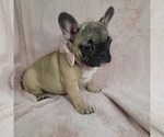 Small Photo #6 French Bulldog Puppy For Sale in MINERAL WELLS, WV, USA