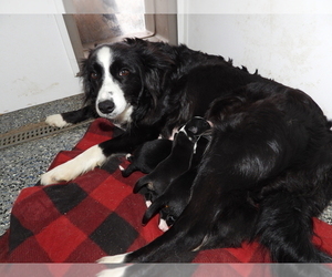 Mother of the Border Collie puppies born on 05/02/2024