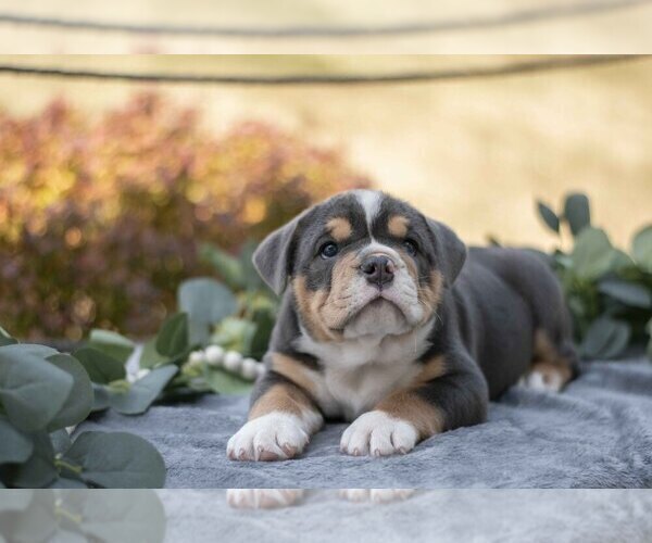 Medium Photo #1 Beabull Puppy For Sale in MILLERSBURG, OH, USA