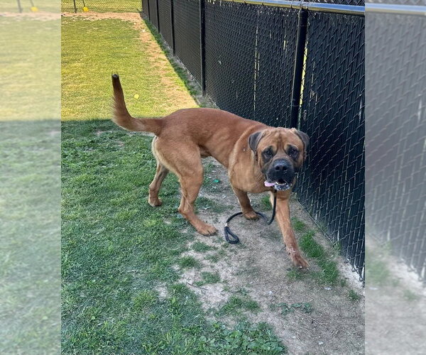 Medium Photo #4 Mutt Puppy For Sale in Evansville, IN, USA