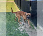Small #3 Mutt