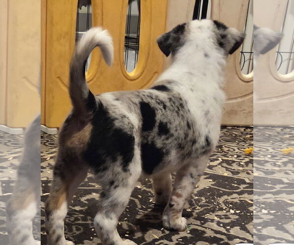 Medium Photo #3 Mutt Puppy For Sale in Garden City, NY, USA