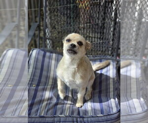 Fred Rogers - Male Mutt Dog for Adoption - Photo #8