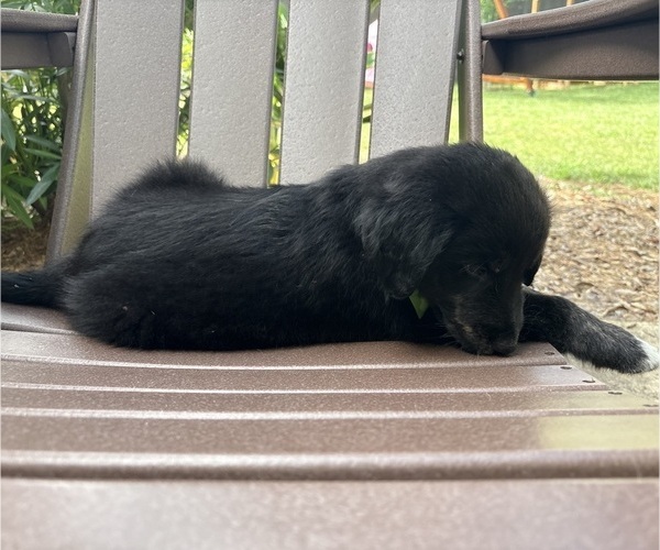 Medium Photo #31 Gollie Puppy For Sale in SANTA ROSA BEACH, FL, USA