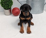 Small Photo #60 Doberman Pinscher Puppy For Sale in GOSHEN, IN, USA