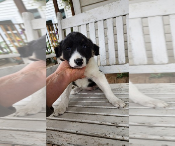 Medium Photo #6 Border Collie Puppy For Sale in GREENWOOD, WI, USA