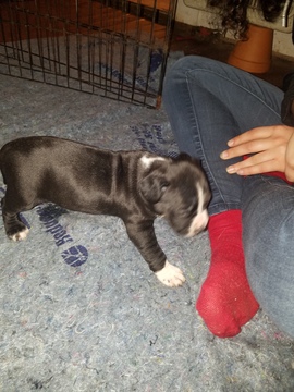 Medium Photo #21 American Pit Bull Terrier Puppy For Sale in GRIFFIN, GA, USA