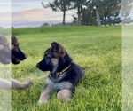 AKC Female pup - Female German Shepherd Dog Puppy for Sale - Small photo