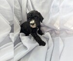 Puppy 1 Goldendoodle