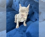 Small Photo #18 French Bulldog Puppy For Sale in FRANKLIN SQUARE, NY, USA