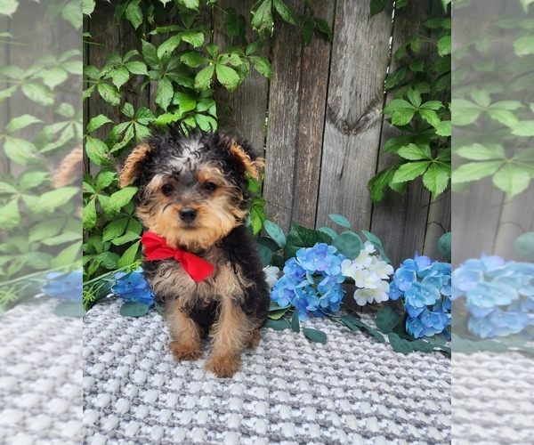 Medium Photo #5 Yorkshire Terrier Puppy For Sale in INDIANAPOLIS, IN, USA