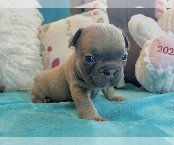Medium Photo #8 French Bulldog Puppy For Sale in CINCINNATI, OH, USA