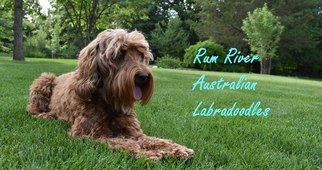 Mother of the Australian Labradoodle puppies born on 10/03/2018