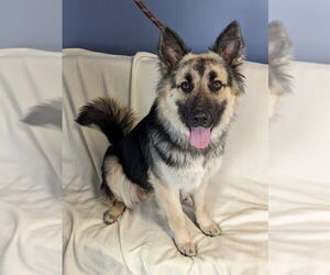 German Shepherd Dog-Unknown Mix Dogs for adoption in Minneapolis, MN, USA