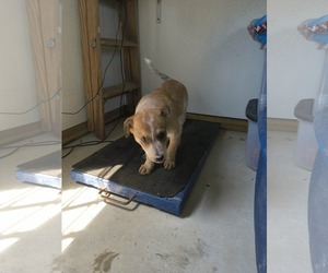 Mutt Dogs for adoption in Stover, MO, USA