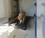 Small Mutt