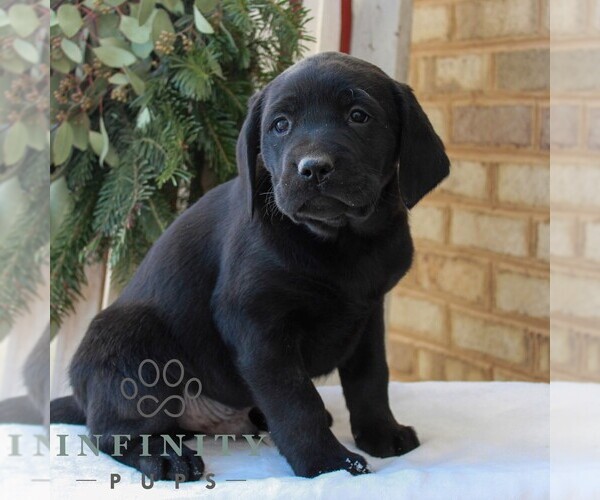 Medium Photo #2 Labrador Retriever Puppy For Sale in JONESTOWN, PA, USA