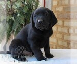 Small #1 Labrador Retriever