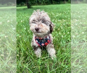 Poodle (Miniature) Puppy for sale in DURHAM, CT, USA