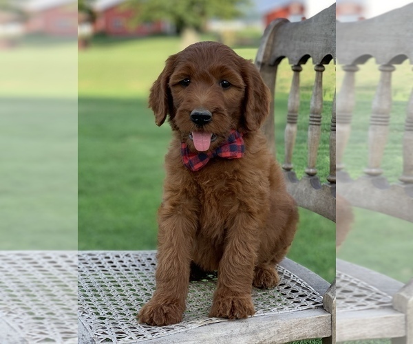 Medium Photo #7 Irish Doodle Puppy For Sale in WOOSTER, OH, USA