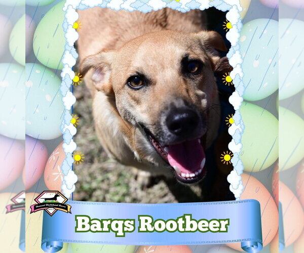 Medium Photo #6 Dachshund-Unknown Mix Puppy For Sale in San Antonio, TX, USA