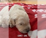 Small Photo #9 Goldendoodle Puppy For Sale in COATESVILLE, PA, USA